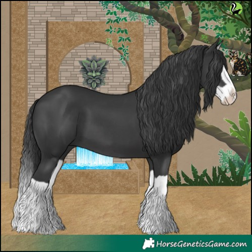 Horse Color:Black Splash 