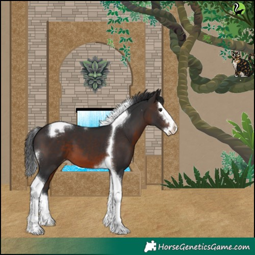 Horse Color:Brown Splash Tobiano Appaloosa 
