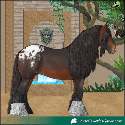 Horse Color:Bay Appaloosa