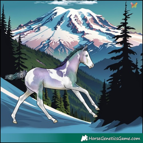 Horse Color:Watercolor Buckskin Onyx Splash Tobiano