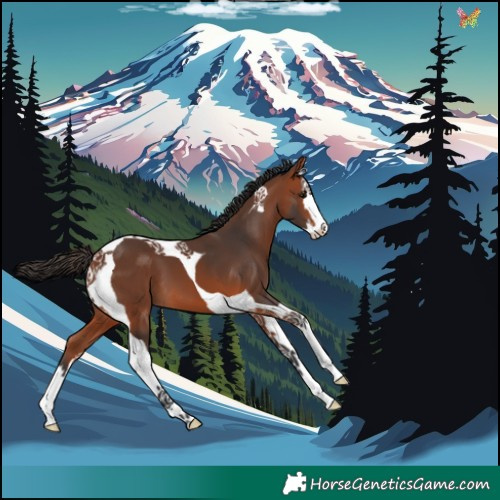 Horse Color:Bay Splash Tobiano Appaloosa 
