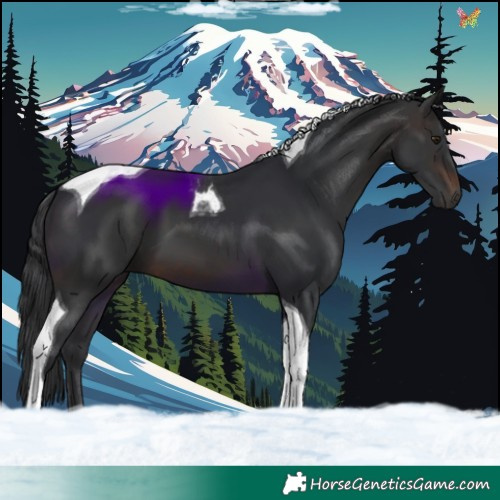 Horse Color:Brown Tobiano 