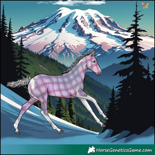 Horse Color:Watercolor Plaid  Silver Buckskin Tobiano 