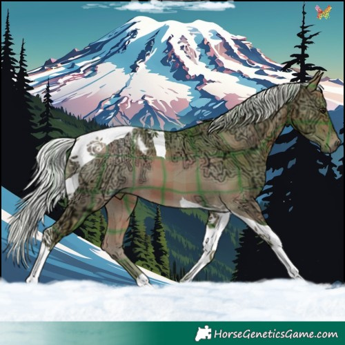 Horse Color:Watercolor Plaid  Silver Buckskin Ice Tobiano 