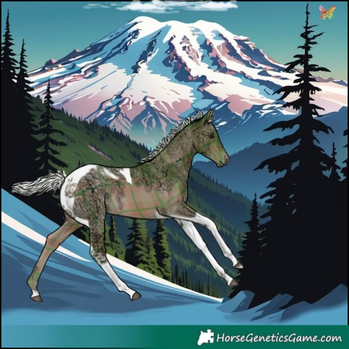 Horse Color:Watercolor Plaid  Silver Buckskin Ice Tobiano 