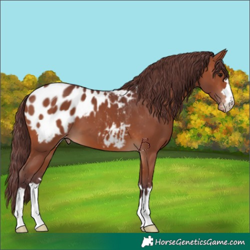 Horse Color:Chocolate Brown Appaloosa 