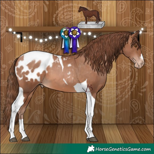 Horse Color:Chocolate Brown Pearl Tobiano Appaloosa 