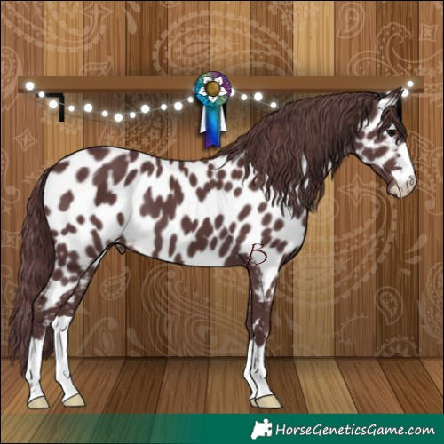 Horse Color:Chocolate Black Appaloosa 