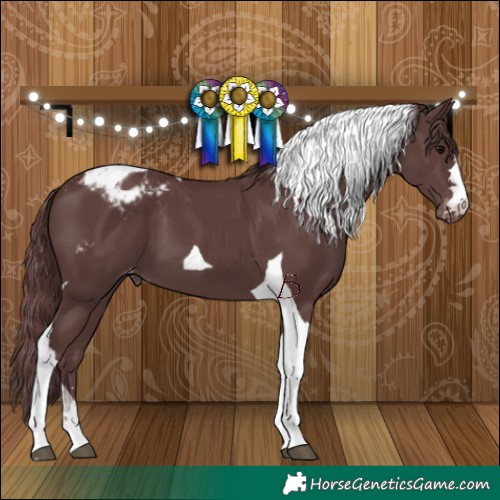 Horse Color:Chocolate Black Tobiano Appaloosa