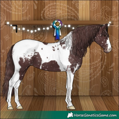 Horse Color:Chocolate Black Tobiano Appaloosa