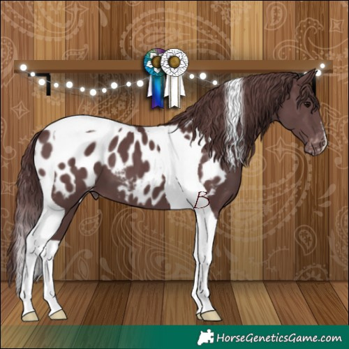 Horse Color:Chocolate Black Tobiano Appaloosa