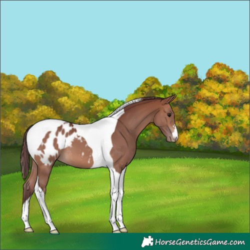 Horse Color:Chocolate Brown Tobiano Appaloosa