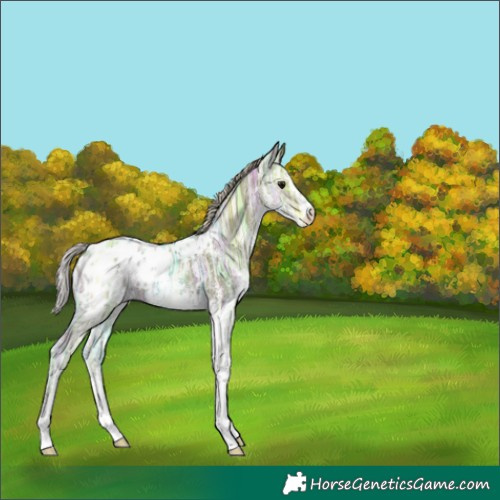 Horse Color:White Spotted Silver Black Ice Appaloosa
