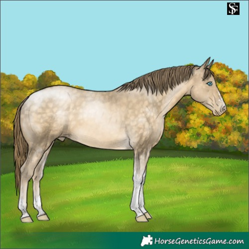 Horse Color:Buckskin Snowdrop Tobiano