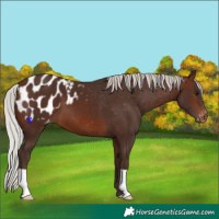 Horse Color:Silver Brown Varnish