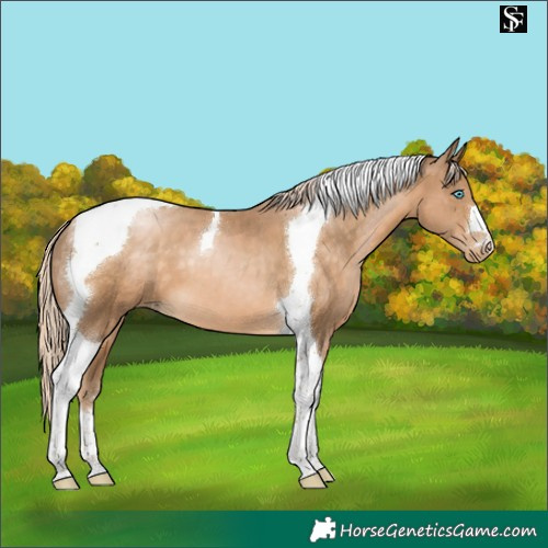 Horse Color:Chocolate Palomino Snowdrop Tobiano 