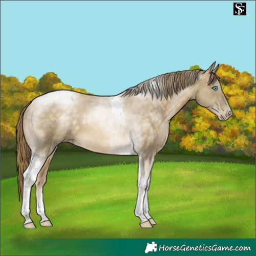 Horse Color:Buckskin Snowdrop Tobiano