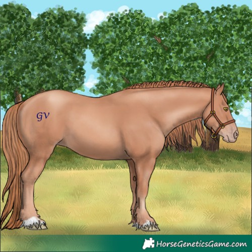 Horse Color:Gold Champagne