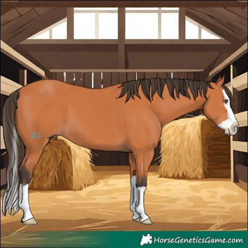 Horse Color:Bay Splash