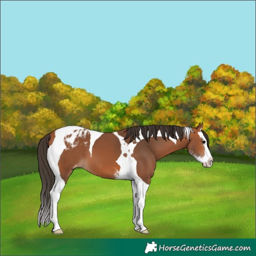 Horse Color:Bay Sabino Splash Tobiano Blanket