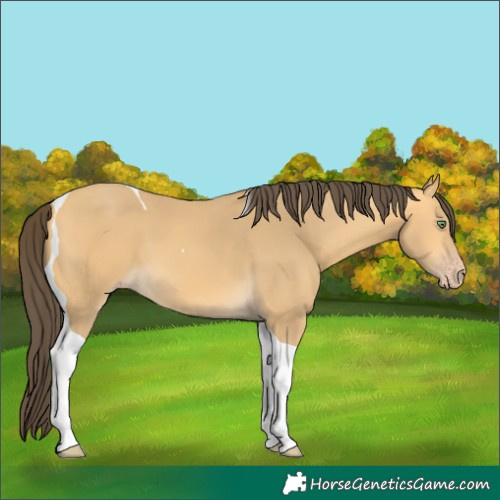 Horse Color:Amber Cream Champagne Tobiano