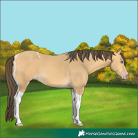 Horse Color:Amber Cream Champagne Tobiano