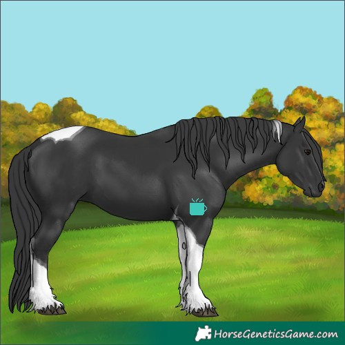 Horse Color:Black Tobiano 