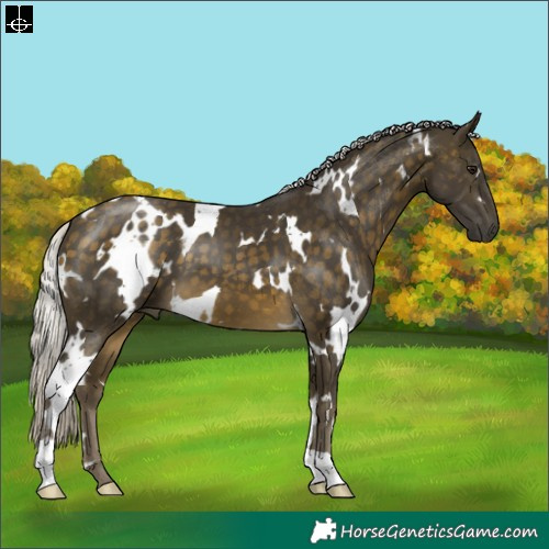 Horse Color:White Spotted Silver Buckskin 