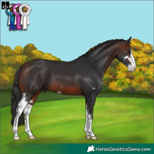 Horse Color:Brown Sabino