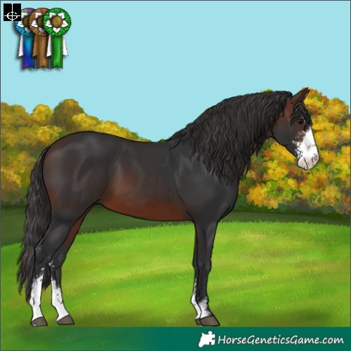 Horse Color:Brown Sabino
