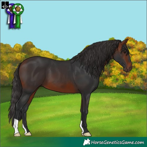 Horse Color:Bay 