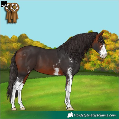 Horse Color:Bay Sabino