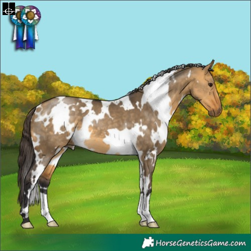 Horse Color:White Spotted Buckskin Dun