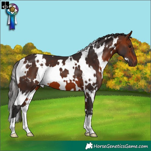 Horse Color:White Spotted Bay