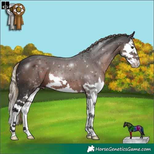 Horse Color:Liver Chestnut Splash