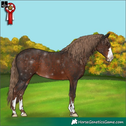 Horse Color:Liver Chestnut 