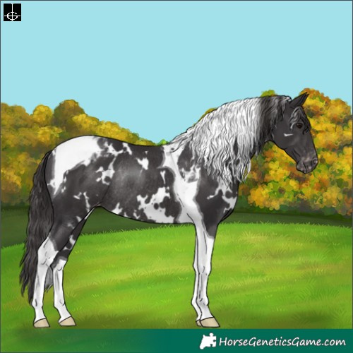 Horse Color:White Spotted Smoky Black Tobiano Appaloosa Rabicano