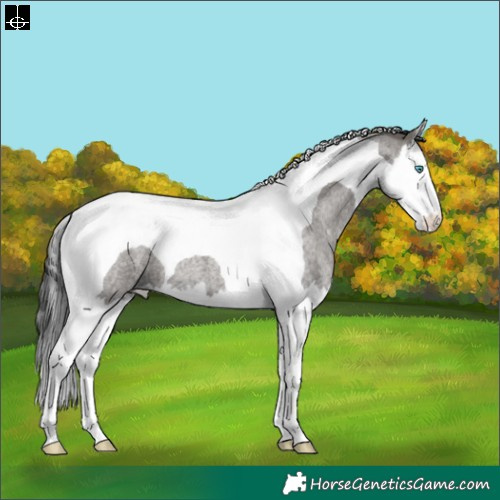 Horse Color:Grullo Roan Splash Tobiano 