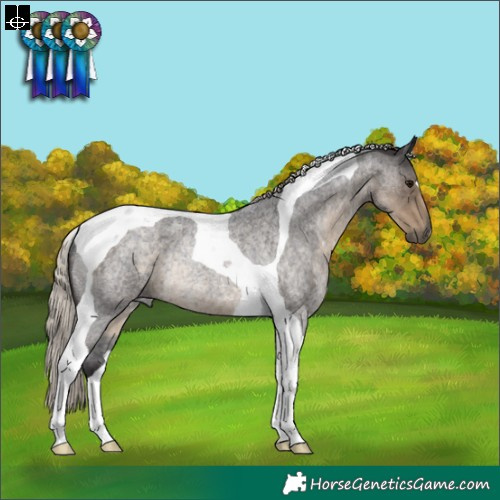 Horse Color:Silver Smoky Blue Roan Tobiano Rabicano 