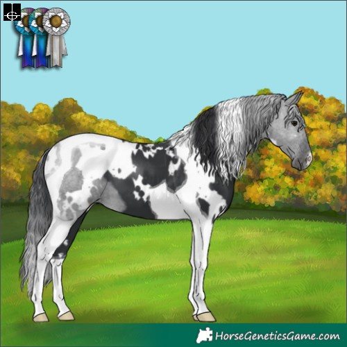 Horse Color:White Spotted Black Tobiano