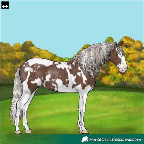 Horse Color:White Spotted Silver Black Splash Tobiano Rabicano