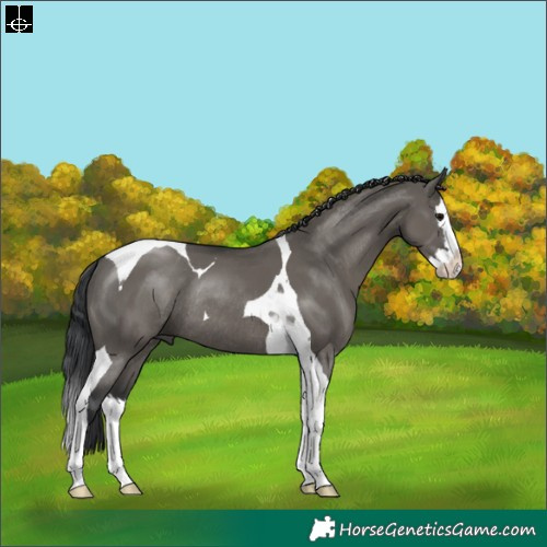 Horse Color:Grullo Splash Tobiano Rabicano
