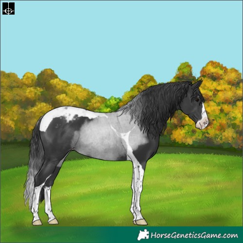 Horse Color:Black Splash Tobiano Appaloosa Rabicano