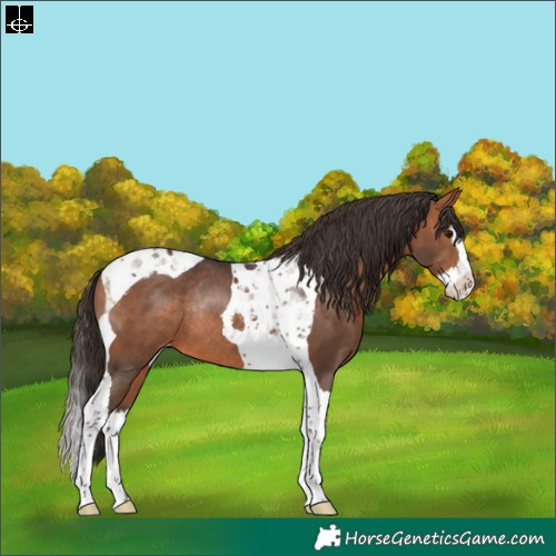 Horse Color:Bay Splash Tobiano Appaloosa Rabicano