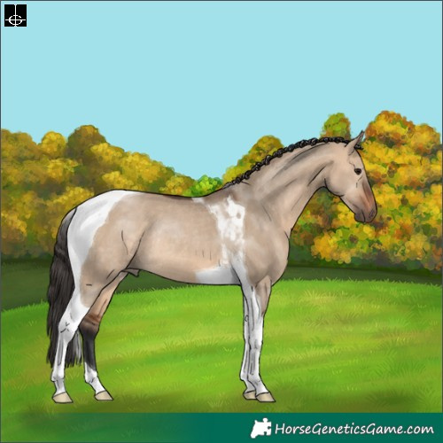 Horse Color:Bay Dun Tobiano Rabicano