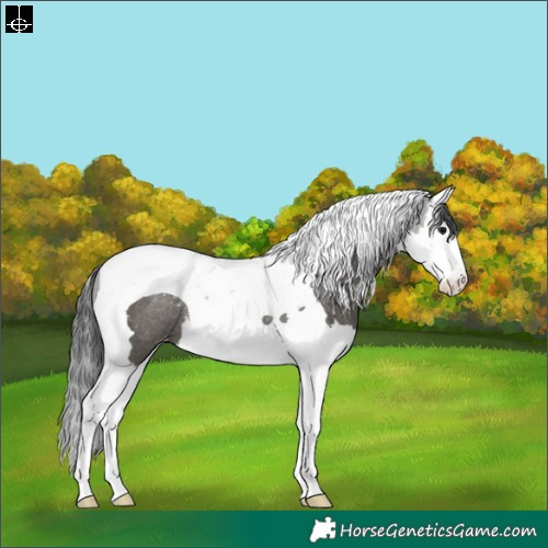 Horse Color:Black Splash Tobiano Blanket Rabicano