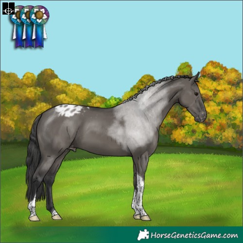 Horse Color:Grullo Tobiano Blanket