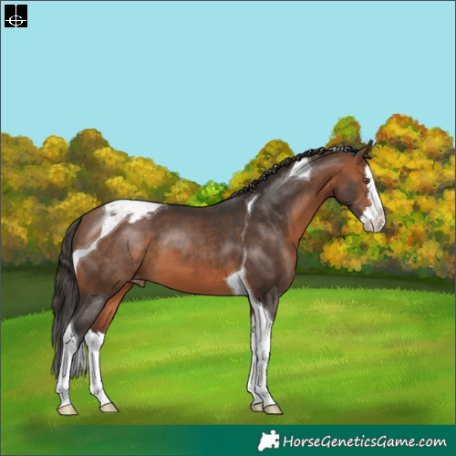 Horse Color:Bay Splash Tobiano Varnish
