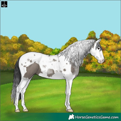 Horse Color:Grullo Splash Tobiano