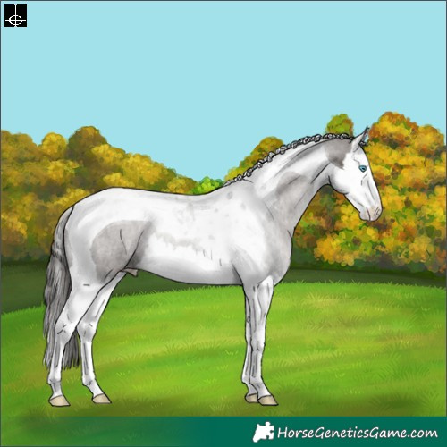 Horse Color:Grullo Splash Tobiano Appaloosa 